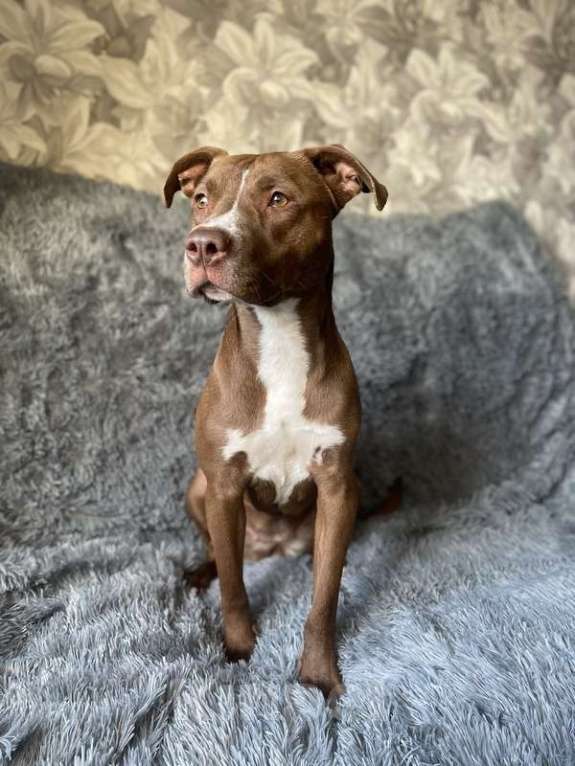 Собаки в Москве: Шоколадный щенок питбуля Миса в добрые руки Девочка, 1 руб. - фото 4