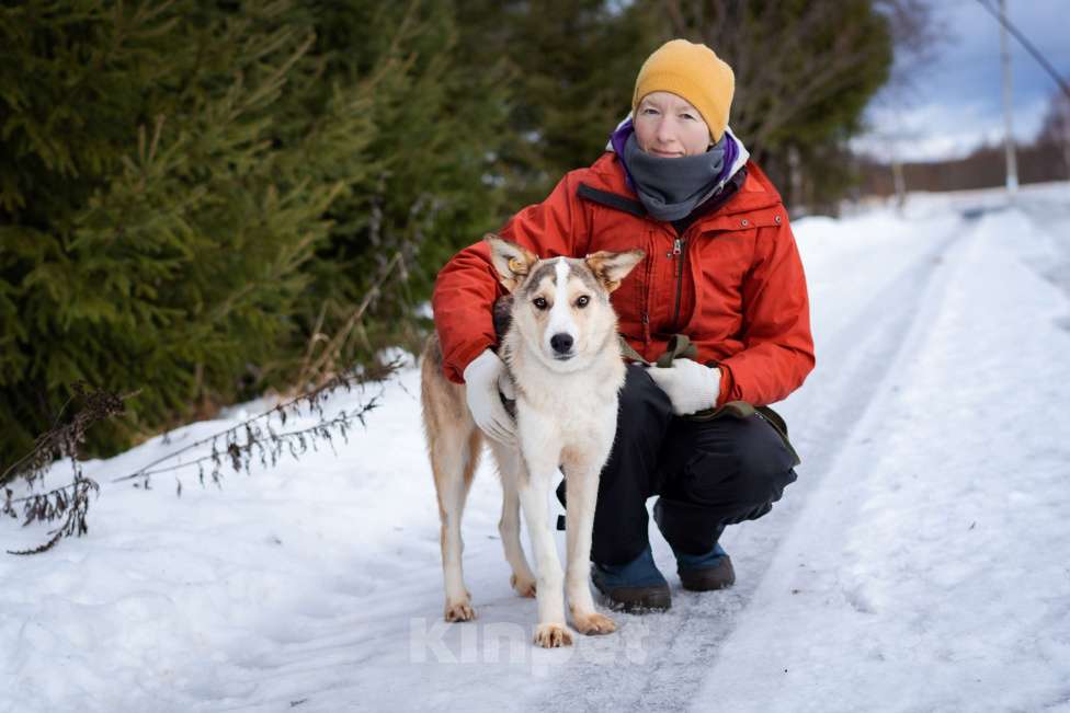 Собаки в Москве: Собака из приюта в добрые руки Девочка, Бесплатно - фото 7