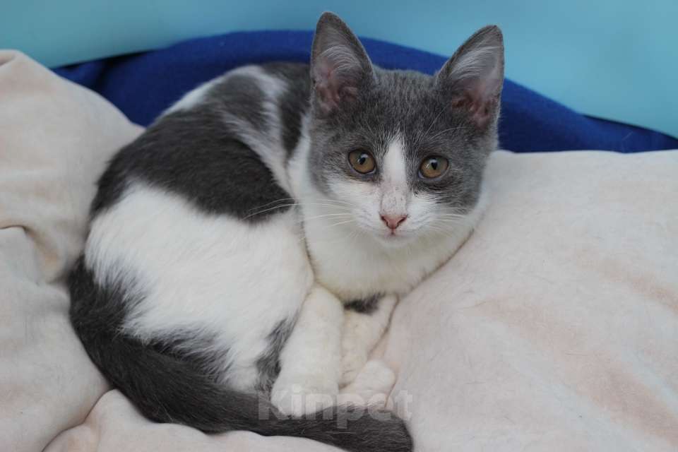 Кошки в Москве: Ласковая 6 мес кошечка Кася ищет семью! Девочка, Бесплатно - фото 2