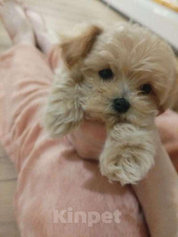 Собаки в Москве: Мальтипу Мальчик, 80 000 руб. - фото 2