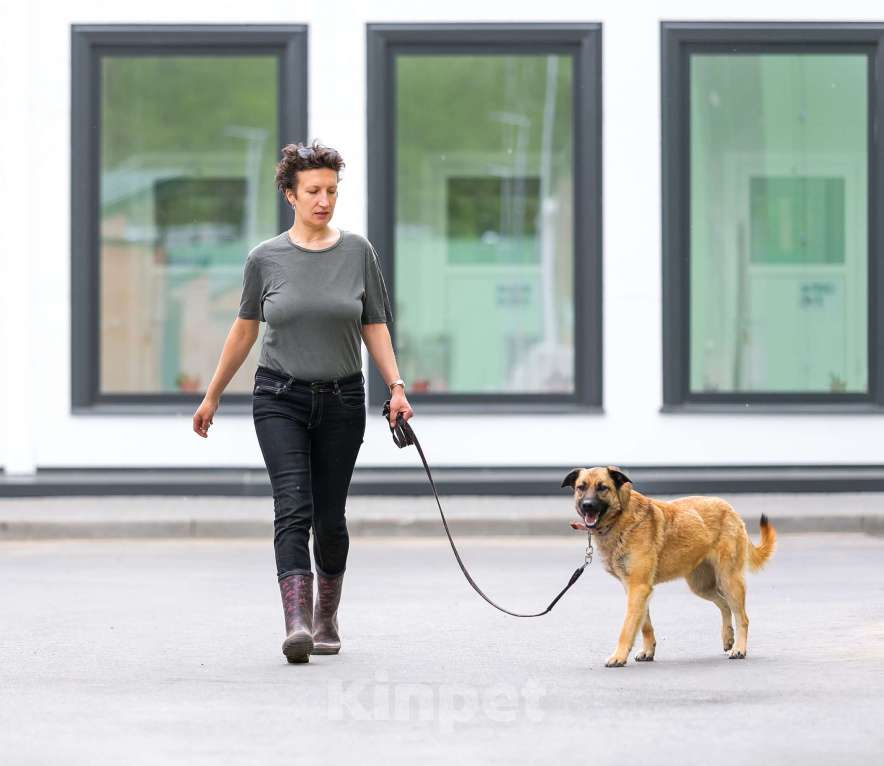 Собаки в Москве: Красотка Эмми в добрые руки! Девочка, Бесплатно - фото 6