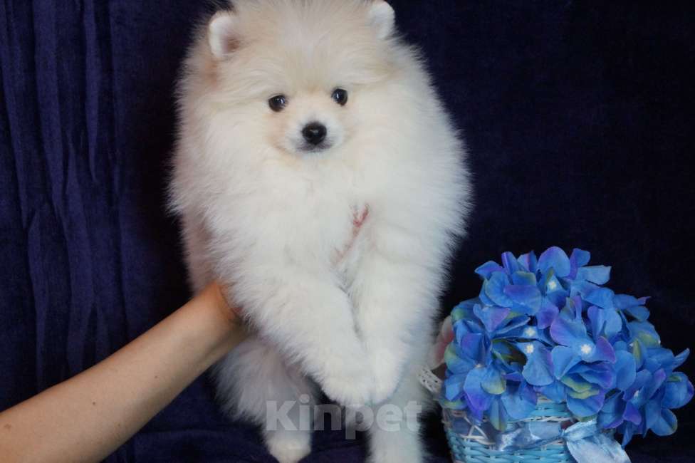 Собаки в Москве: Очаровательный пушистик- мальчик Мальчик, 25 000 руб. - фото 3