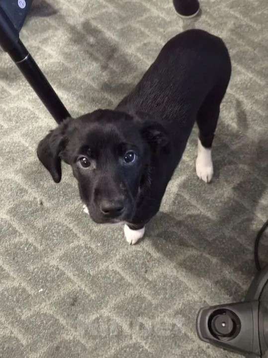 Собаки в других городах Московской области: Щенок Изя в добрые руки  Девочка, Бесплатно - фото 2