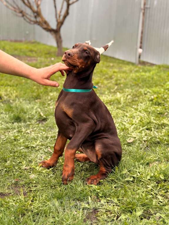 Собаки в Воронеже: щенок добермана Девочка, 80 000 руб. - фото 6