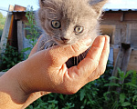 Кошки в Калуге: Котёнок Девочка, Бесплатно - фото 1