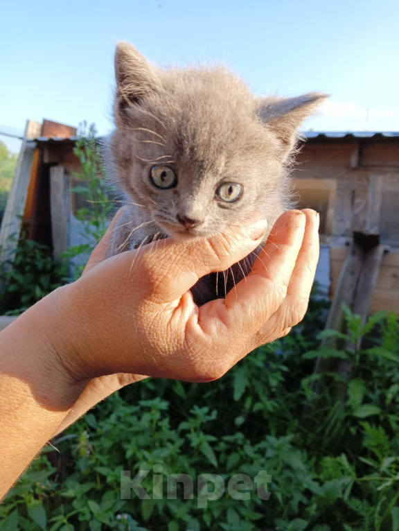 Кошки в Калуге: Котёнок Девочка, Бесплатно - фото 1
