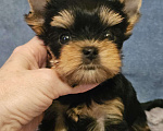 Собаки в Москве: Мальчик йорка мелкий стандарт  Мальчик, 50 000 руб. - фото 1