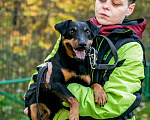 Собаки в Москве: Кекс, ягдтерьер Мальчик, Бесплатно - фото 4