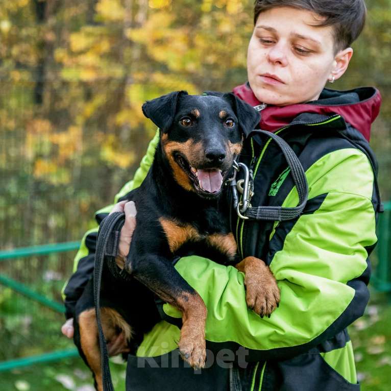 Собаки в Москве: Кекс, ягдтерьер Мальчик, Бесплатно - фото 4