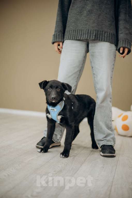 Собаки в Москве: Черный щенок в добрые руки бесплатно Мальчик, Бесплатно - фото 5