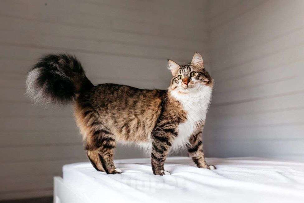 Кошки в Москве: Кемер из курортного Кемера ищет семью Мальчик, Бесплатно - фото 5