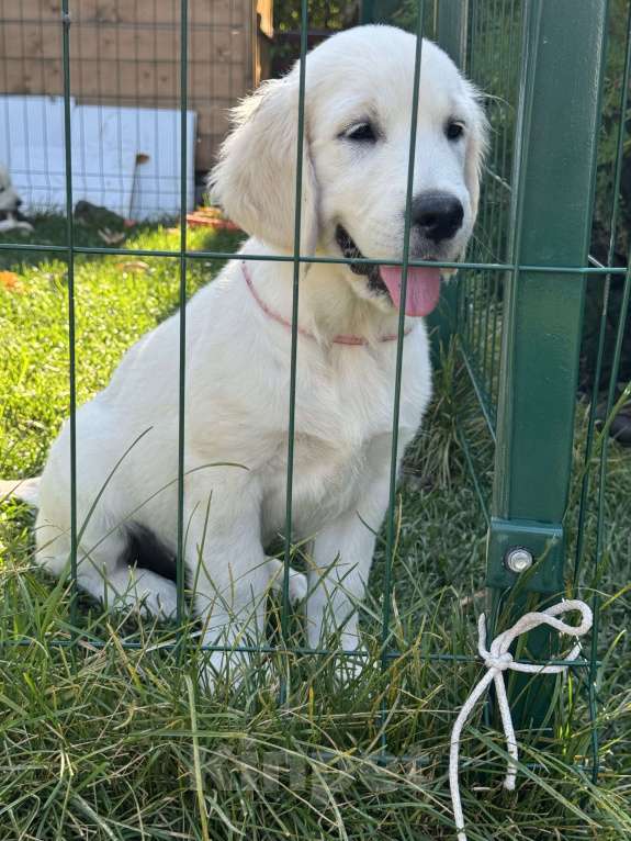 Собаки в Челябинске: Золотистый ретривер девочка  Девочка, 60 000 руб. - фото 4