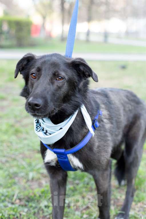 Собаки в Москве: Мишка, последний щенок из помета Мальчик, Бесплатно - фото 3