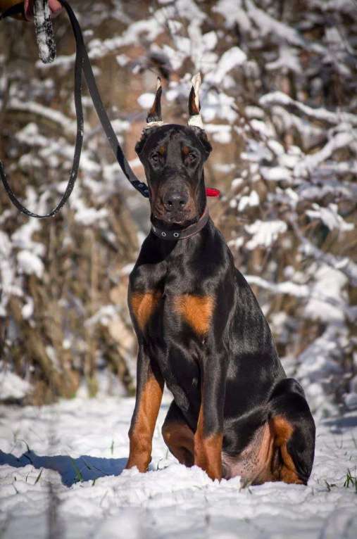 Собаки в Ейске: щенок добермана Мальчик, 40 000 руб. - фото 1