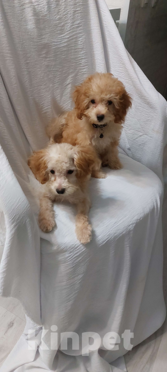 Собаки в Ростове-на-Дону: Той-пудель ( миниатьрный до 3кг) девочка и мальчик окрас абрикос продам Мальчик, 45 000 руб. - фото 8