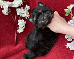 Собаки в Москве: Чёрный йорк мальчик стандарт без перецвета Мальчик, 50 000 руб. - фото 9