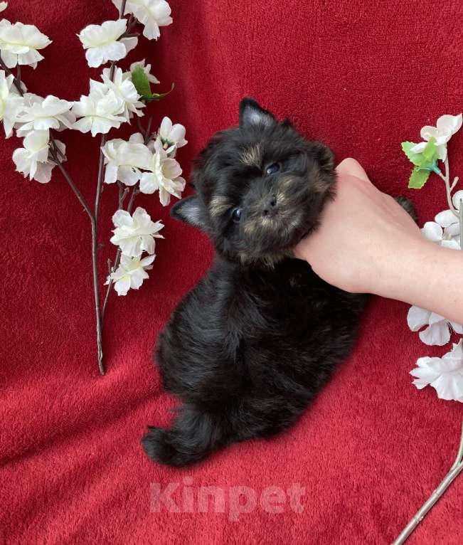 Собаки в Москве: Чёрный йорк мальчик стандарт без перецвета Мальчик, 50 000 руб. - фото 9