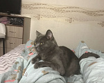 Кошки в Барнауле: потерялся кот Мальчик, 1 000 руб. - фото 1