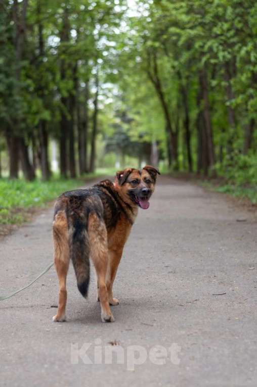 Собаки в Ногинске: Модерн - элегантен, галантен, учтив - в поиске дома Мальчик, Бесплатно - фото 9