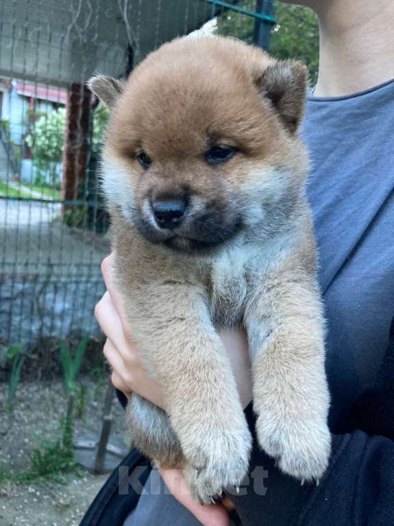 Собаки в Люберцах: Мальчик сиба ину 2 месяца Мальчик, 35 000 руб. - фото 2