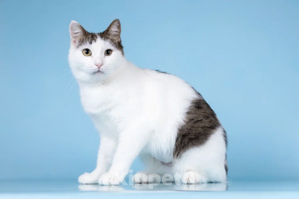 Кошки в Москве: Ласковая Эйва в добрые руки Девочка, Бесплатно - фото 6