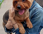 Собаки в Жуковском: Найден мальчик -метис в Жуковском  Мальчик, Бесплатно - фото 1