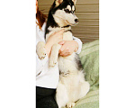 Собаки в Долгопрудном: Щенок Хаски ( девочка ) Девочка, 10 000 руб. - фото 2