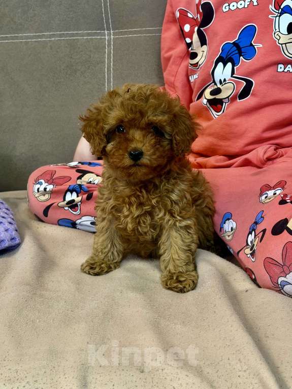 Собаки в Коломне: Щенки той- пуделя РКФ Мальчик, 80 000 руб. - фото 3