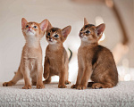 Кошки в Орле: Абиссинские котята Девочка, 1 руб. - фото 4