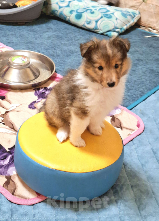 Собаки в Вологде: Очаровательный щенок шелти Мальчик, Бесплатно - фото 5