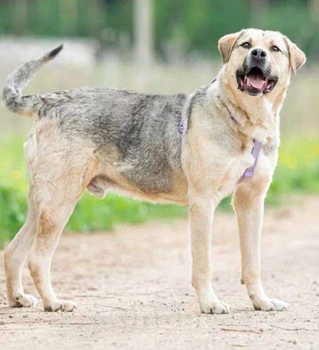 Собаки в Москве: Крендель из приюта ждет семью Мальчик, Бесплатно - фото 4