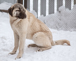 Собаки в Рыбинске: щенки турецкого кангала Девочка, Бесплатно - фото 2