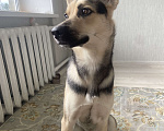 Собаки в Ореховом-Зуево: Отдам в добрые руки  Девочка, Бесплатно - фото 1