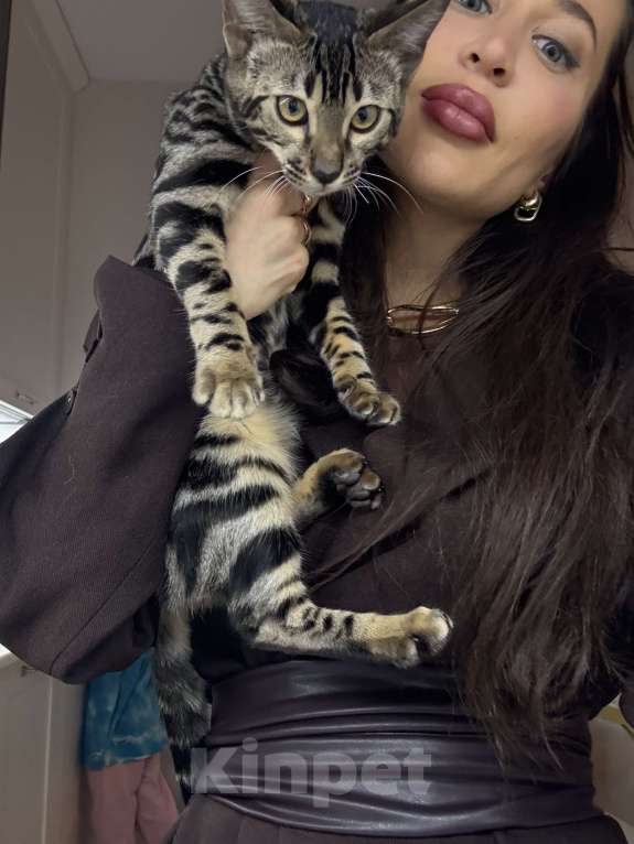 Кошки в Москве: Бенгальский котенок (девочка) Девочка, 35 000 руб. - фото 2