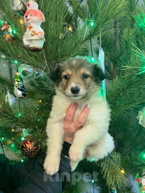 Собаки в Москве: Чудесная малышка Снежа ищет дом. В добрые руки. Девочка, Бесплатно - фото 4