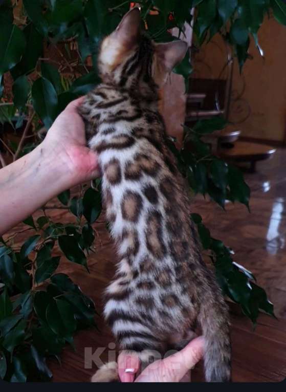 Кошки в Москве: Бенгальская девочка  Девочка, 60 000 руб. - фото 5