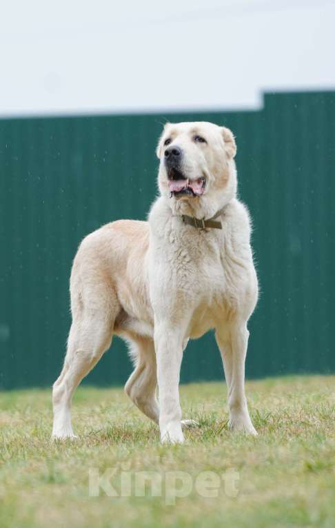 Собаки в Москве: Большой кангал снаружи. Маленький котеночек внутри. Девочка, Бесплатно - фото 2