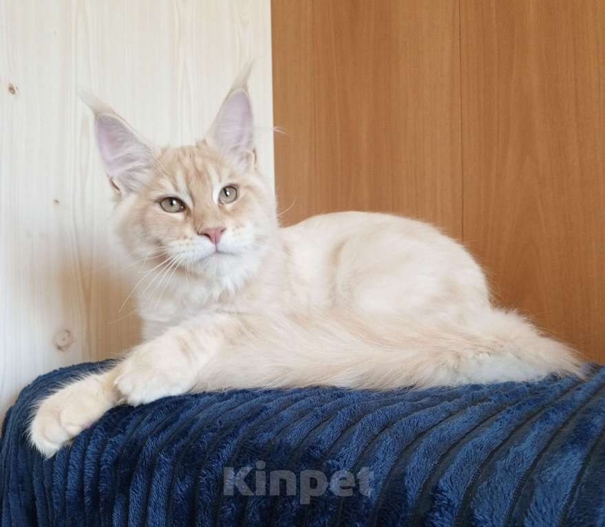 Кошки в Владимире: Sava ( Сава) - кот , мейн-кун , красный серебрянныйный Мальчик, 60 000 руб. - фото 2