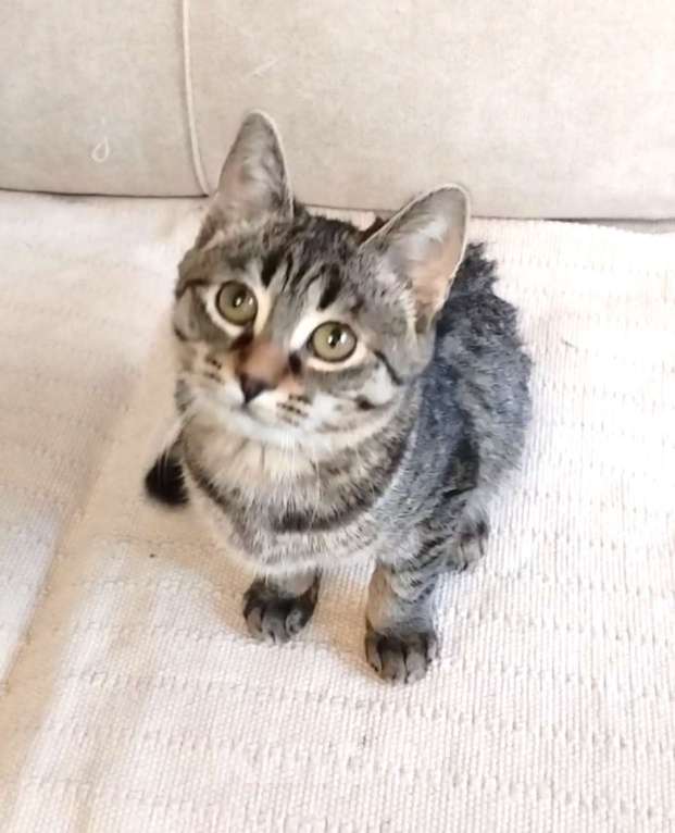 Кошки в Санкт-Петербурге: Миниатюрная рысь Томочка Девочка, Бесплатно - фото 4