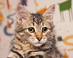 Кошки в Москве: Красавец Вениамин, ласковый и умный котенок-подросток в добрые руки Мальчик, Бесплатно - фото 1