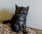 Кошки в Краснодаре: Шотландские котята, 5 000 руб. - фото 1