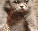 Кошки в Малмыже: Персидские голубые чистокровные котята ., 1 500 руб. - фото 4