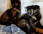 Кошки в Новосиле: Котенок в добрые руки!, 199 руб. - фото 5
