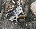 Собаки в Екатеринбурге: Чудесная юная лайка Девочка, Бесплатно - фото 6