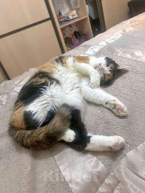 Кошки в Москве: Ямайка ищет дом. Спокойный, надёжный и любящий Девочка, 10 руб. - фото 6