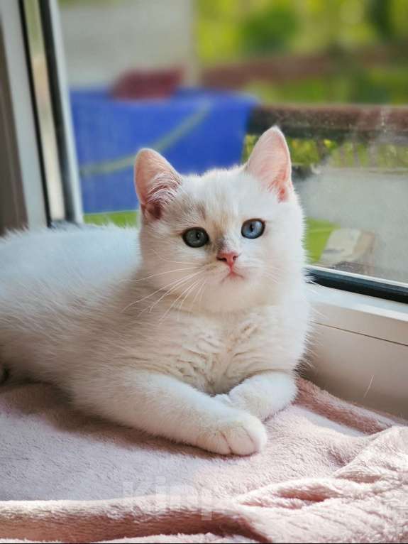 Кошки в Краснодаре: Британские котята золотая голубая шиншилла Девочка, 20 000 руб. - фото 1