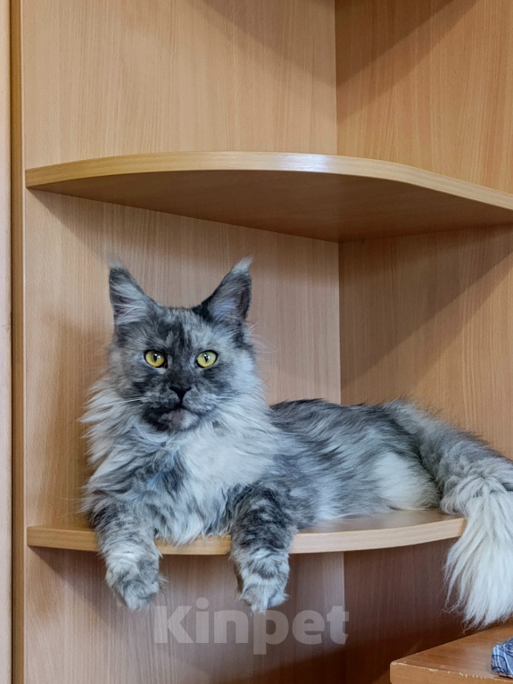 Кошки в Санкт-Петербурге: Мейн-кун взрослая. Девочка, 15 000 руб. - фото 4
