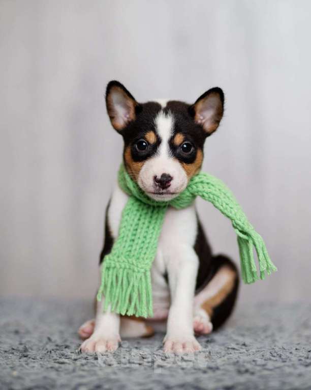 Собаки в Нижнем Новгороде: Щенок басенджи Мальчик, 70 000 руб. - фото 3