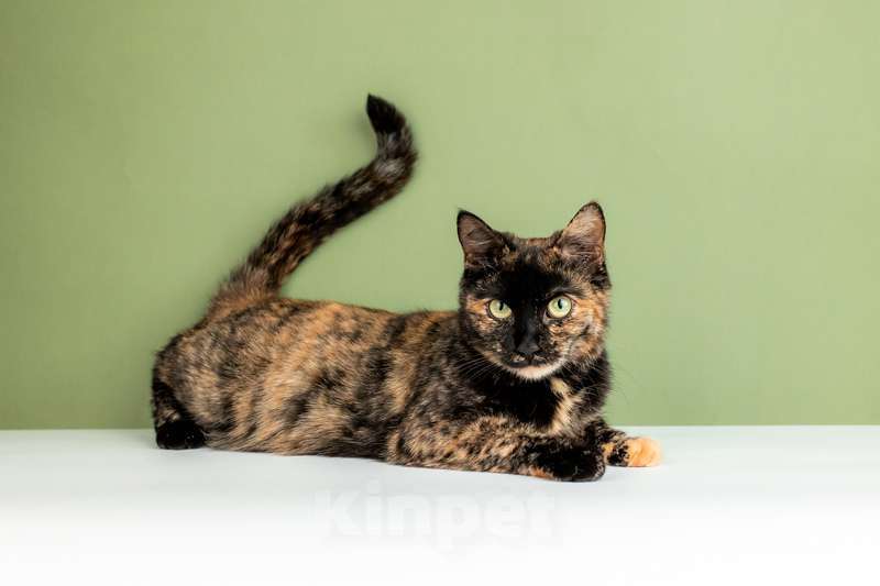 Кошки в Москве: Крупная черепаховая кошка Фаня-Нафаня на счастье Девочка, Бесплатно - фото 3