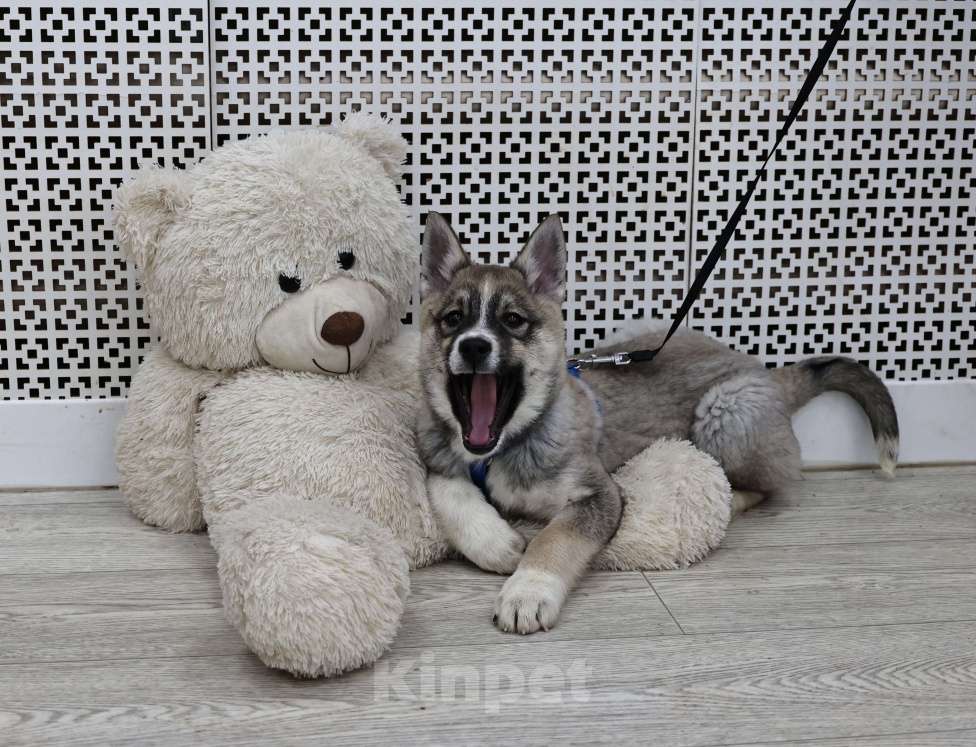 Собаки в Москве: Щенки бесплатно в Москве Девочка, Бесплатно - фото 4